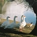 Geese by oldjosh