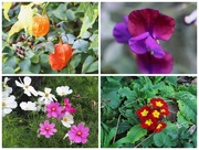 18th Sep 2014 - Flowers in the Church Garden
