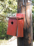 25th Sep 2014 - Bird House for Sale: A Real Fixer-Upper