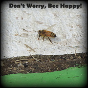 28th Sep 2014 - Don't worry, bee happy!
