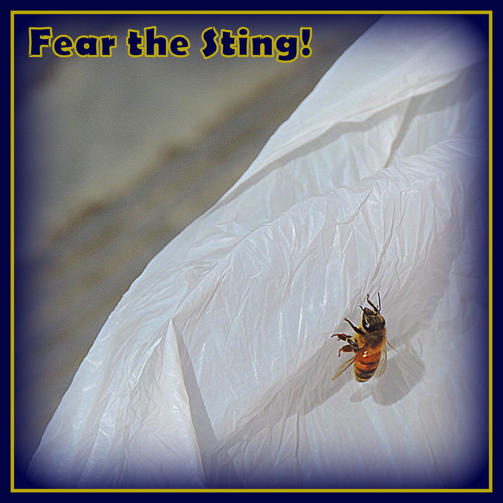Fear the Sting! by homeschoolmom