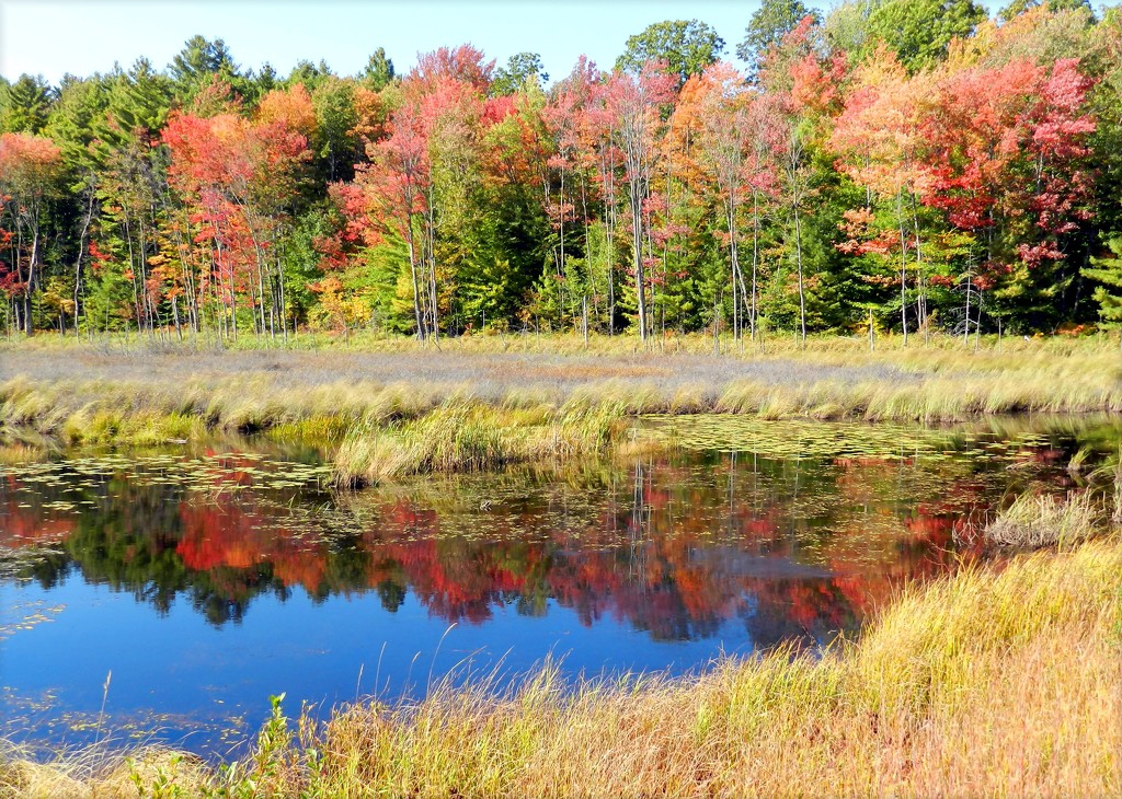 Fall Is Coloring The Wetlands by paintdipper