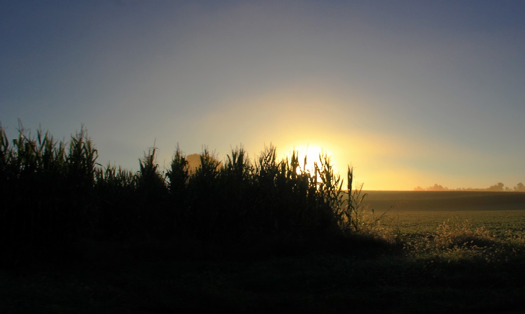 Sunrise Over The Cornfield by digitalrn