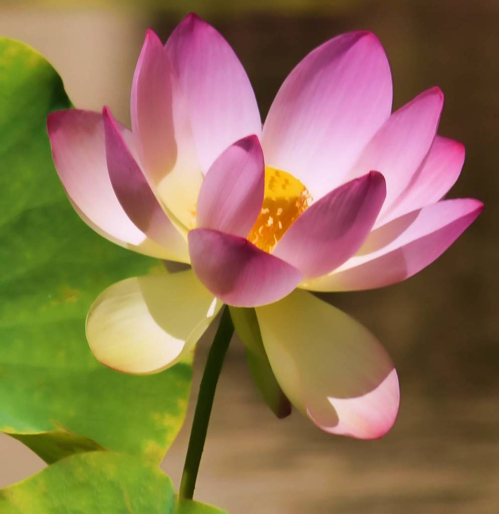 Lotus by joysfocus