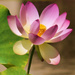 Lotus by joysfocus