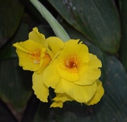 28th Sep 2014 - Canna lily