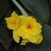 Canna lily by congaree