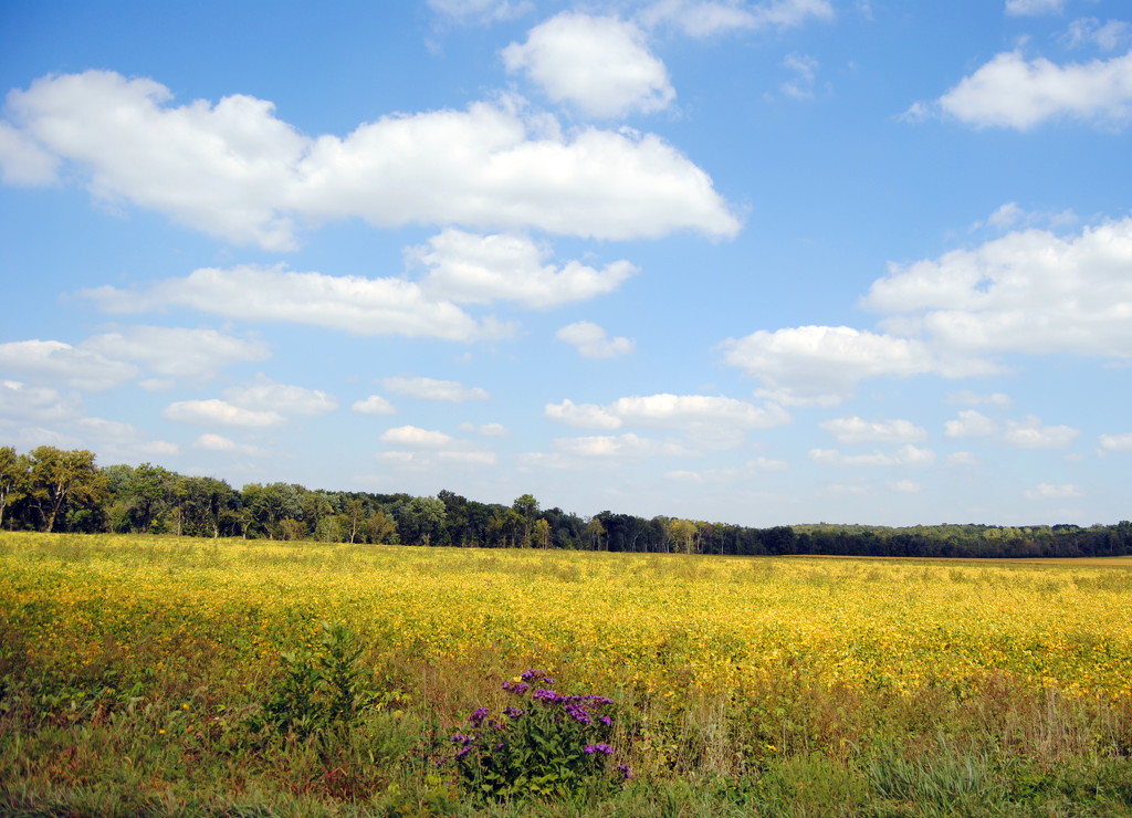 Bountiful Kansas Bean Field by genealogygenie