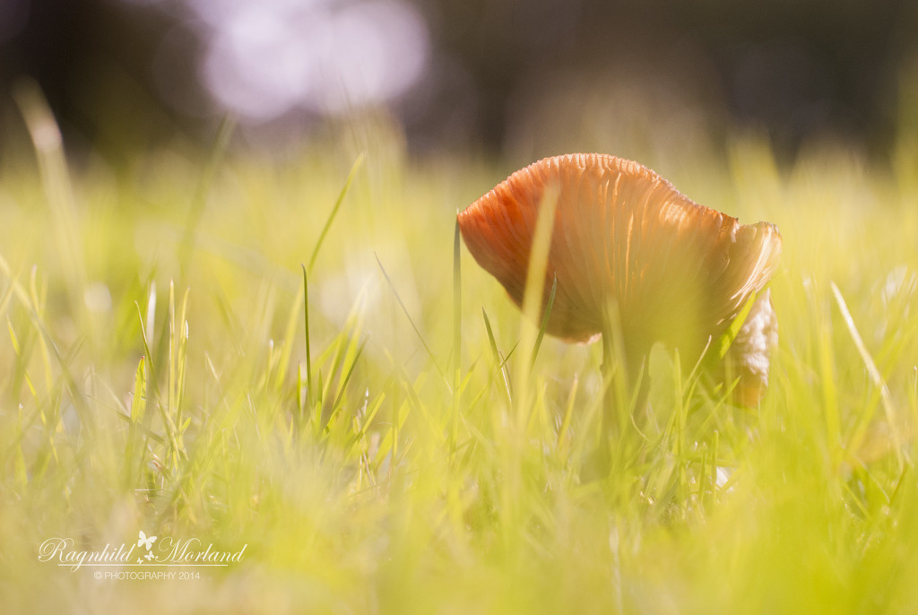 Mushroom by ragnhildmorland