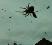 28th Sep 2014 - Silhouetted spider and it's prey 