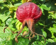 28th Sep 2014 - A rose hip type thing, maybe.