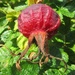 A rose hip type thing, maybe. by jokristina