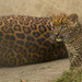 Sri Lankan Leopard Cub by leonbuys83