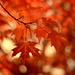 Autumn Bokeh by jayberg