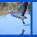 Pelican take off by flyrobin