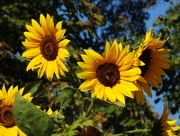 28th Sep 2014 - Bees Abuzzing Sunflowers Ablooming