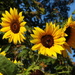 Bees Abuzzing Sunflowers Ablooming by khawbecker