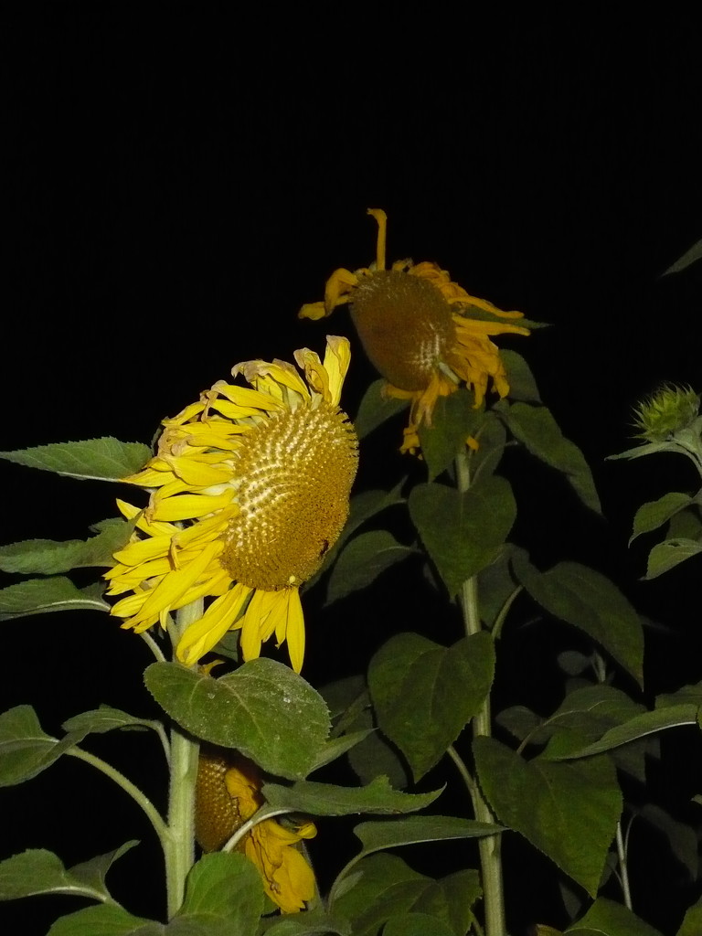 Sunflower nights by pandorasecho