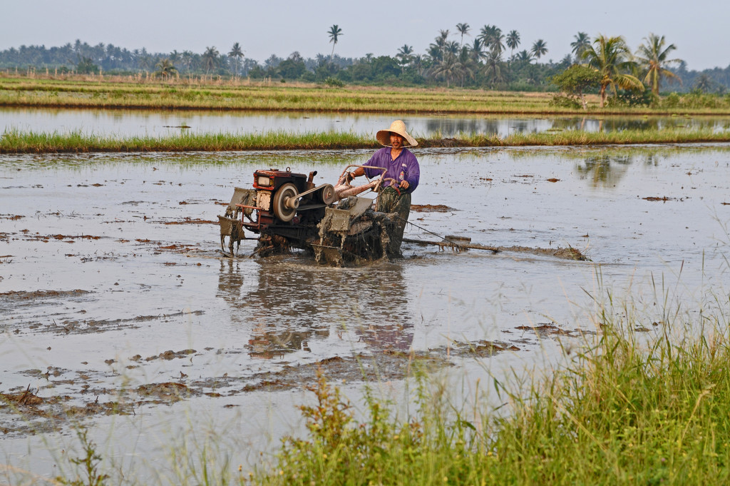 Working in the Rice Paddy by ianjb21
