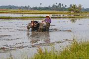 29th Jun 2014 - Working in the Rice Paddy