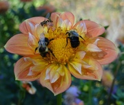 24th Sep 2014 - Dahlia with Bees