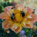 Dahlia with Bees by annepann