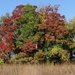 Fall Trees by annepann