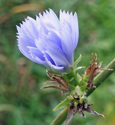 28th Sep 2014 - Purple Flower Sideview