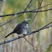 Song Sparrow by annepann