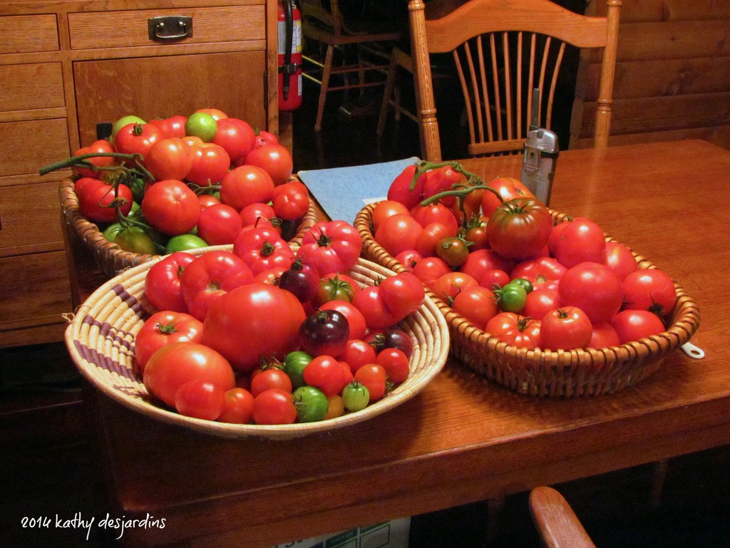 Tomato Harvest by kathyo