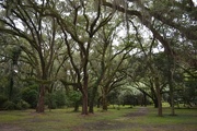 29th Sep 2014 - Live oaks, Charles Towne Landing State Historic Site, Charleston, SC