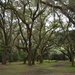 Live oaks, Charles Towne Landing State Historic Site, Charleston, SC by congaree