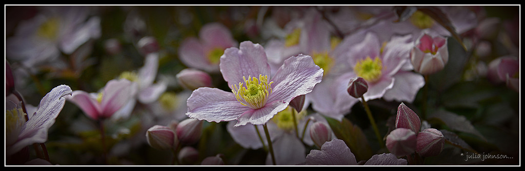 Clematis .... by julzmaioro