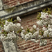 Blossoms and Bricks by helenw2