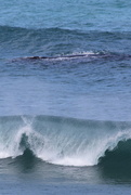 29th Sep 2014 - Rolling Waves & Whale