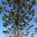 Bunya Pine - I Think by terryliv