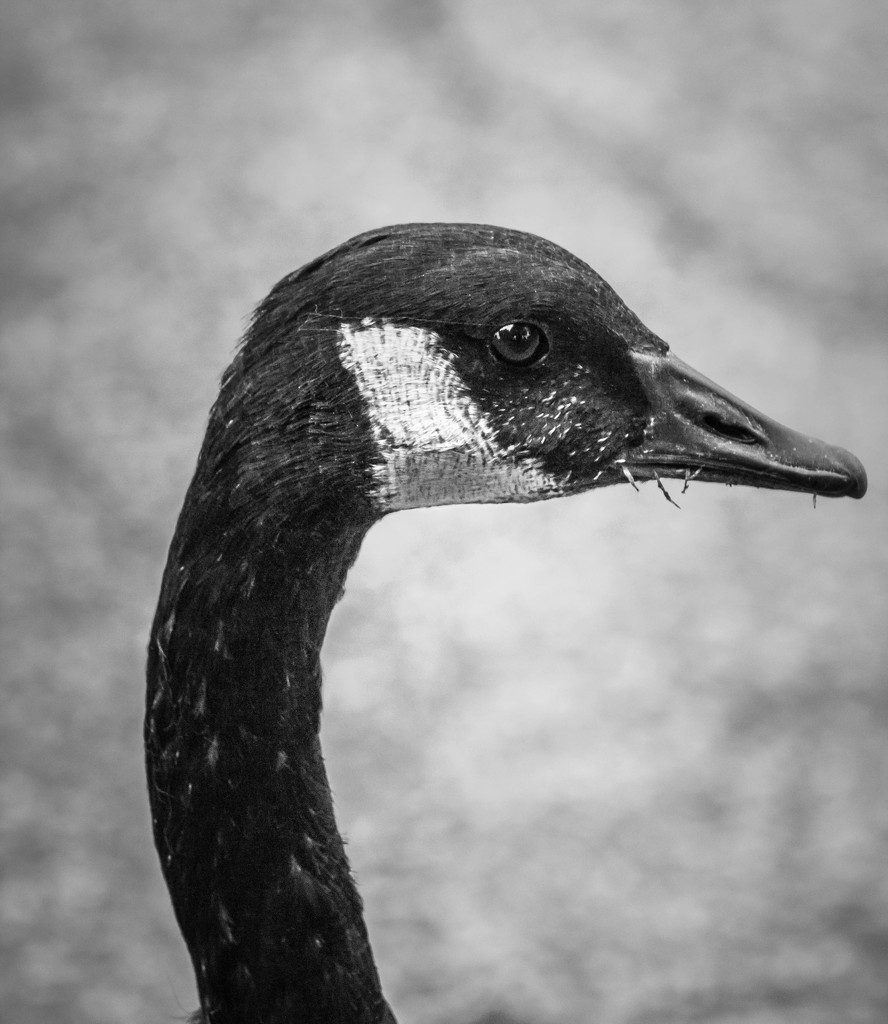 Canada Goose by darylo