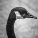Canada Goose by darylo