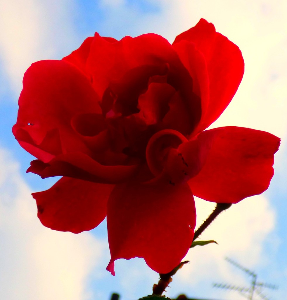 Red rose !  by beryl