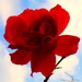 Red rose !  by beryl