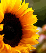 29th Sep 2014 - 29th September 2014 - Sunflower