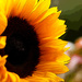 29th September 2014 - Sunflower by pamknowler