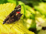 29th Sep 2014 - Red Admiral