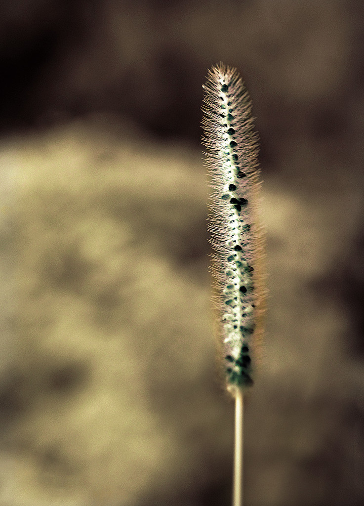 Fall Reed by gardencat