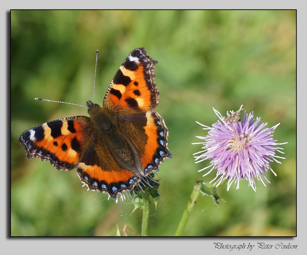 Small Tortoiseshell Butterfly by pcoulson