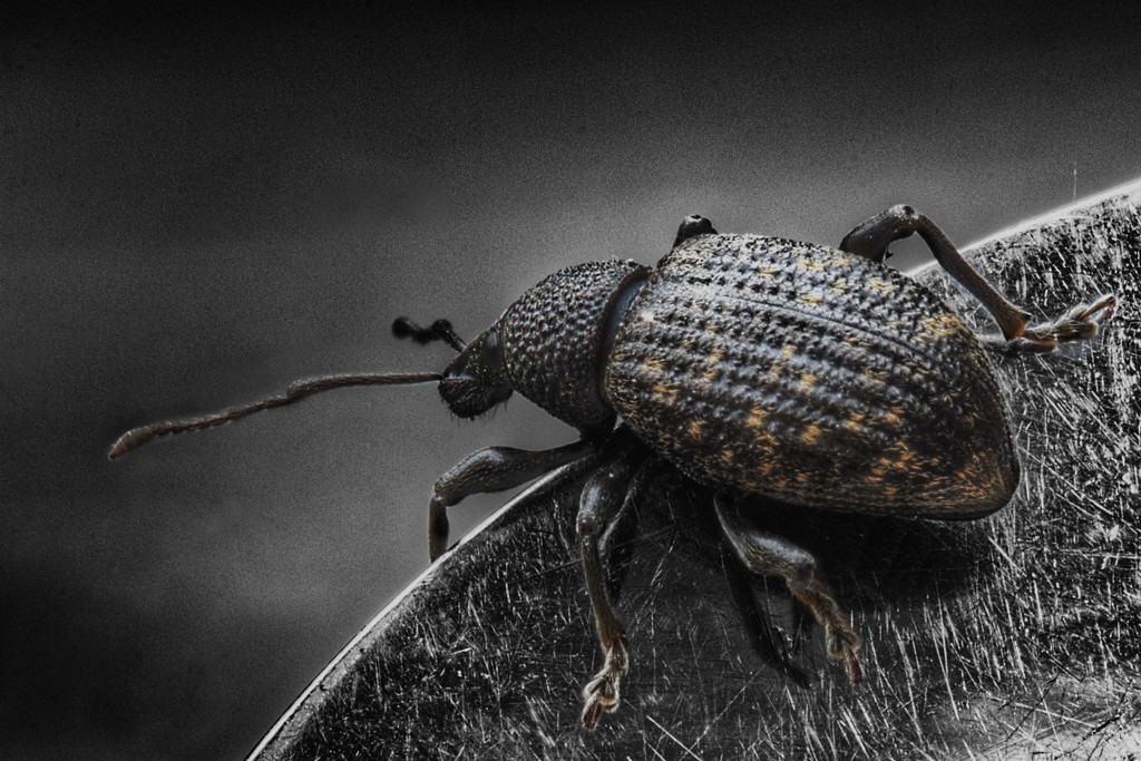Ground Beetle. by gamelee