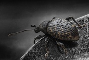 29th Sep 2014 - Ground Beetle.
