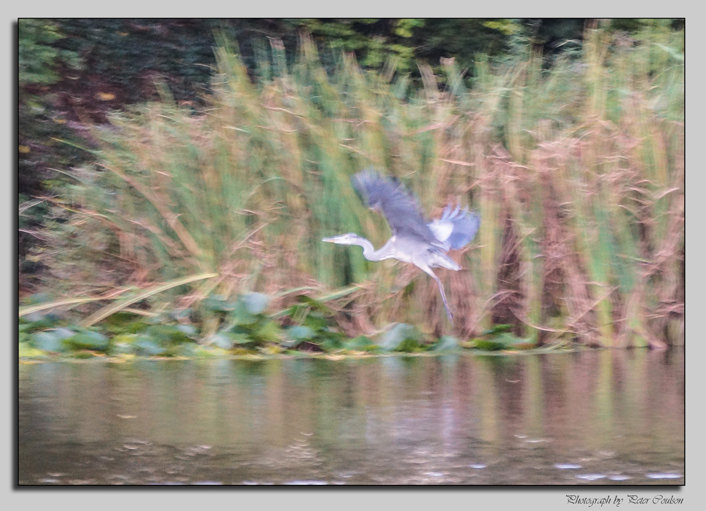 Heron ? by pcoulson