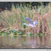 Heron ? by pcoulson