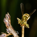 fly fungus 29-09 by barrowlane